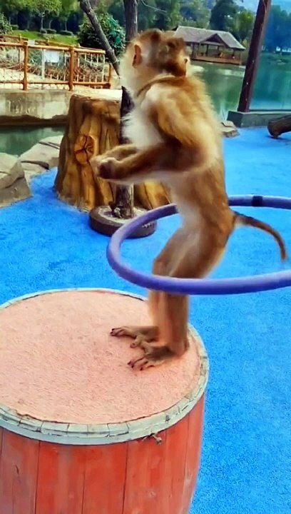 hoka hoop monkey
