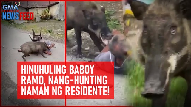 Hinuhuling baboy ramo, nang-hunting naman ng residente! | GMA Integrated Newsfeed