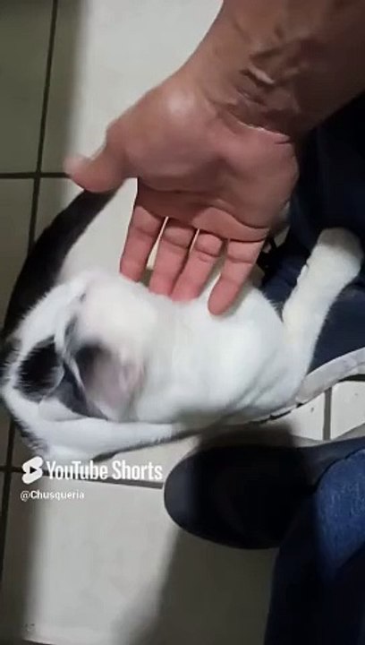 #shorts #animales #mascotas #Felino #gato mi amigo #peludo llega a visitarme a la #oficina #jugar