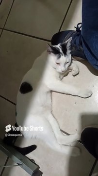 jugando con mi amigo el gato pernanca en la oficina #shorts #gatito bonito y peludo #animal #mascota