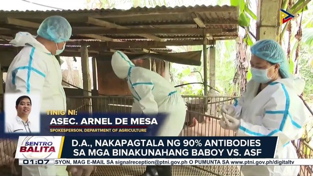 Antibodies ng mga binakunahang baboy vs. ASF, tumaas sa 90% ayon sa DA;