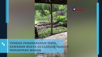 Penangkaran Jebol, Buaya Cianjur Masuk Pemukiman