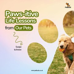 Paws-itive life lessons from Our Pets
