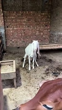 #trending #usa #viral #shortvideo #baby #pet #animals #goats #bakra #bakramandi