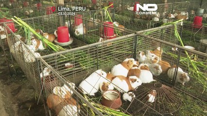 Genetiği değiştirilmiş Gine domuzu 20. yılını kutluyor