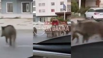 İzmir’de sabah saatlerinde domuz sürüsü görüldü