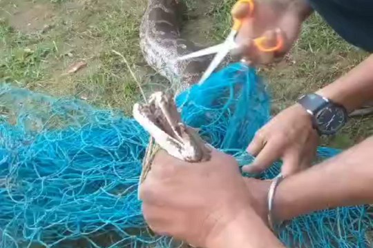 शिव मंदिर परिसर में घुसा विशाल अजगर, जाल में फंसकर लगा फडफ़ड़ाने