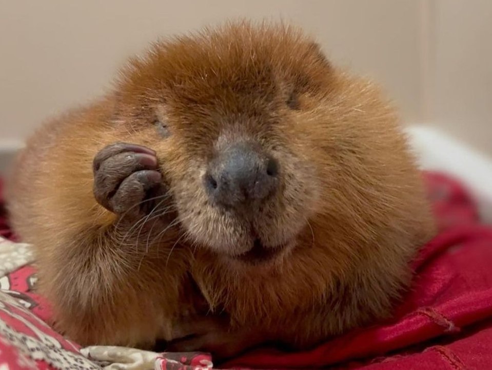 Süße Biber-Dame 'Nibi': Ihr Schicksal rührt das Netz