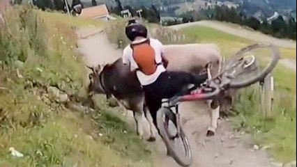 Zusammenstoß zwischen Radfahrer und Kuh auf einem Wanderweg in Österreich