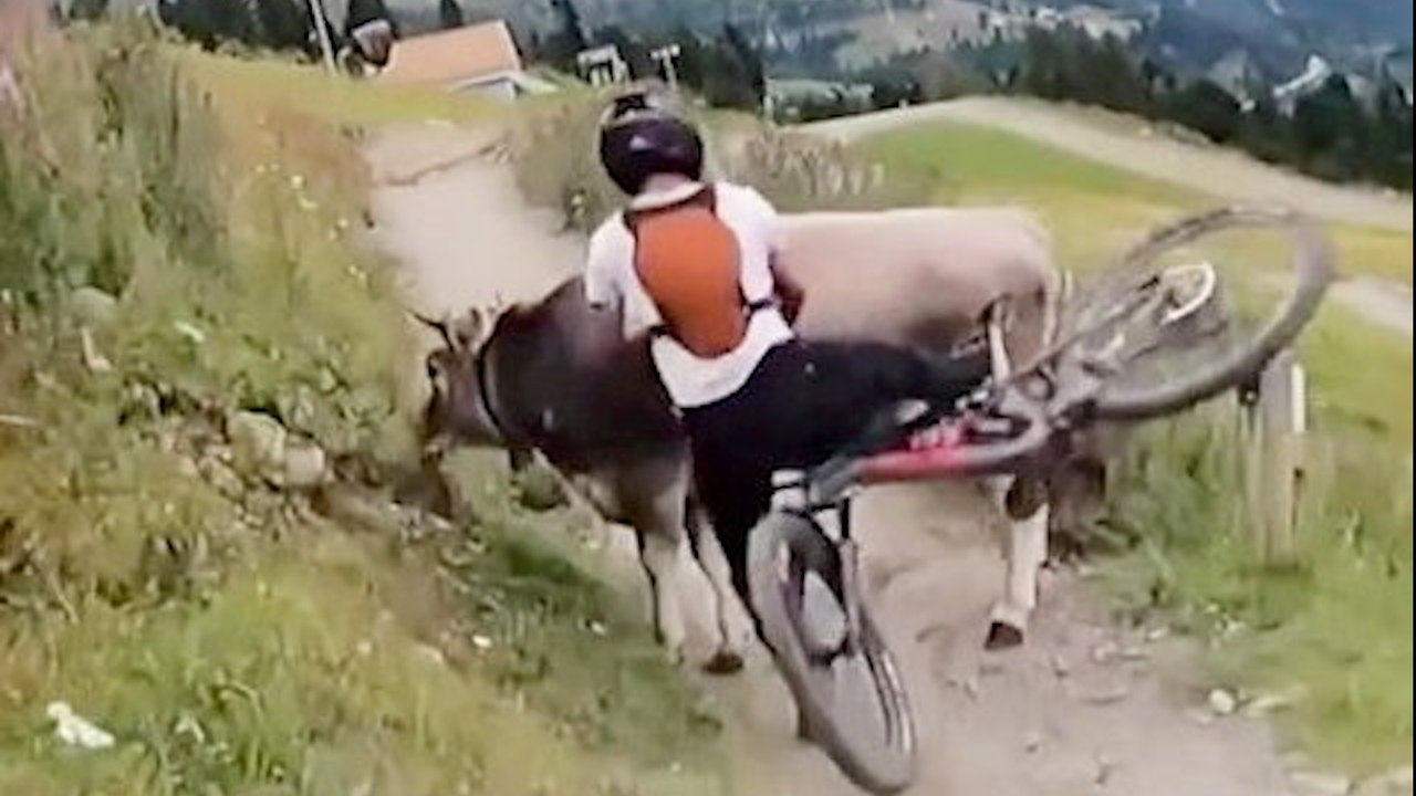 Zusammenstoß zwischen Radfahrer und Kuh auf einem Wanderweg in Österreich