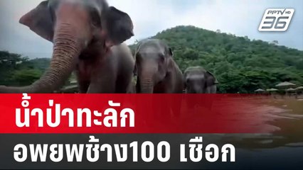 น้ำป่าทะลักอพยพช้าง100 เชือก สัตว์ป่วยนับพันหนีตาย | จับข่าวคุย | 4 ต.ค. 67