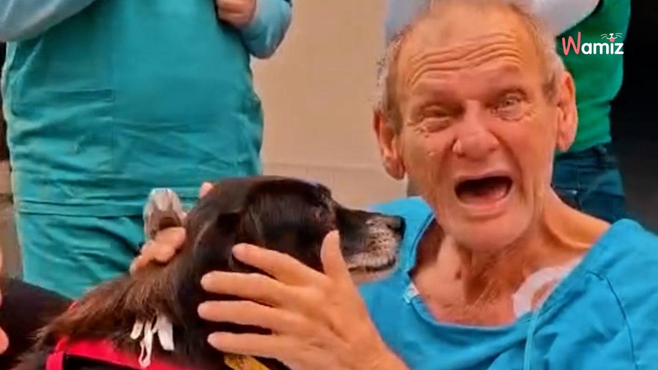 Un homme malade part aux soins intensifs : des semaines plus tard, il retrouve son chien (et c’est adorable)