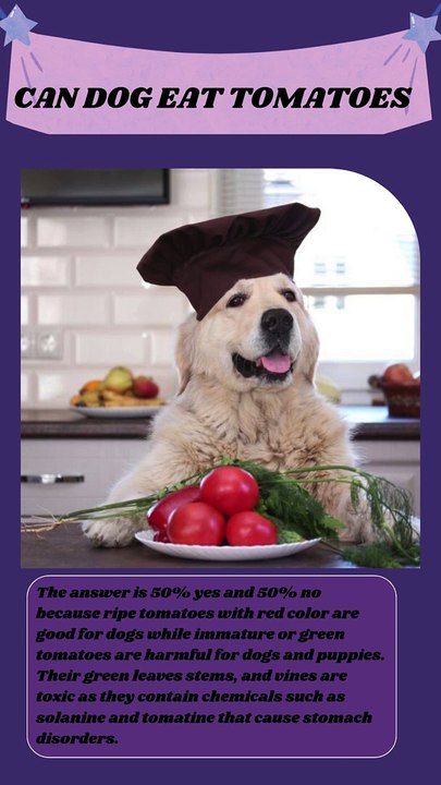 Can Dogs Eat Tomatoes? Dog Nutrition Tips