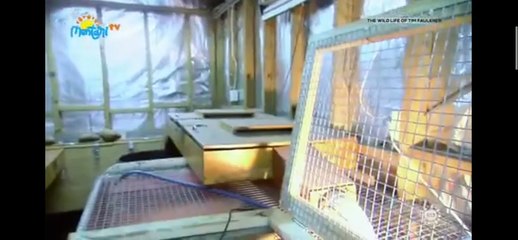 Kehidupan alam liar tim Faulkner part 2