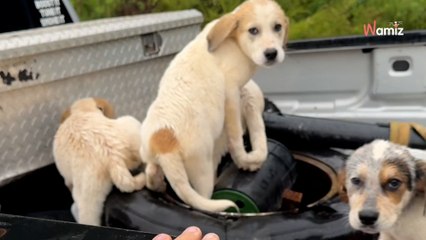 Il prend la route en voiture et tombe sur des chiots au milieu de nulle part : il s'agit d'un guet-apens (vidéo)
