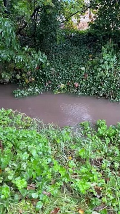 Gaywood River Revival campaign group's footage shows wastewater entering chalk stream at Grimston