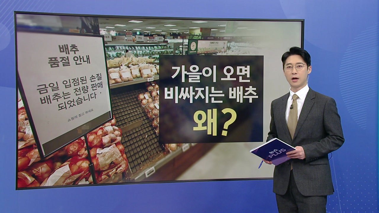 "3포기만 살 수 있습니다"...10월 중순까지 '배추 보릿고개' [앵커리포트] / YTN
