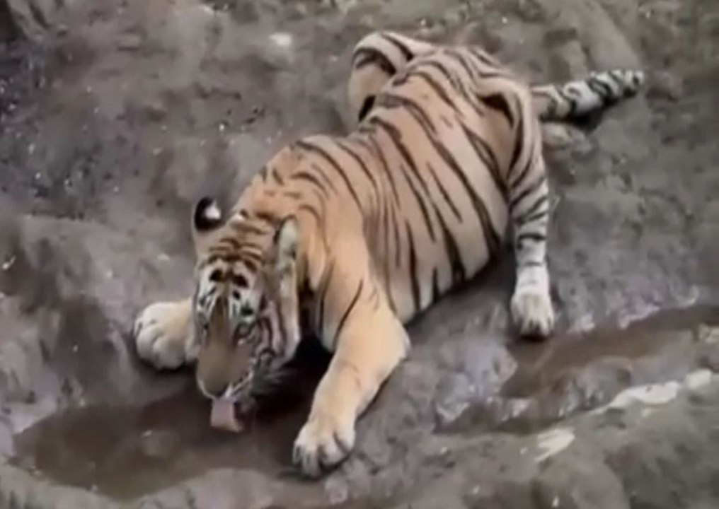 सरिस्का में पर्यटकों को बाघिन के हुए दीदार, हो...