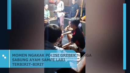 MOMEN NGAKAK POLISI GREBEK WARGA SABUNG AYAM HINGGA LARI TERBIRIT-BIRIT
