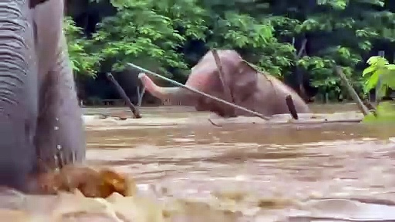 "Inundação severa". Cheias afetam santuário de elefantes na Tailândia