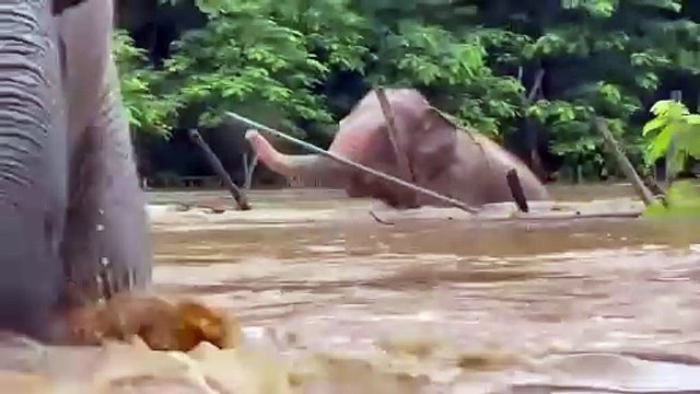 Inundação severa . Cheias afetam santuário de elefantes na Tailândia