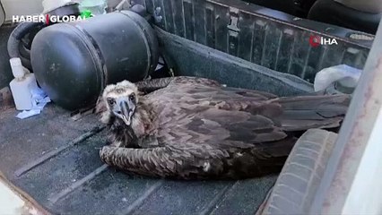 Avrupa'nın en büyük yırtıcısı Kütahya'da bulundu ekipler harekete geçti!