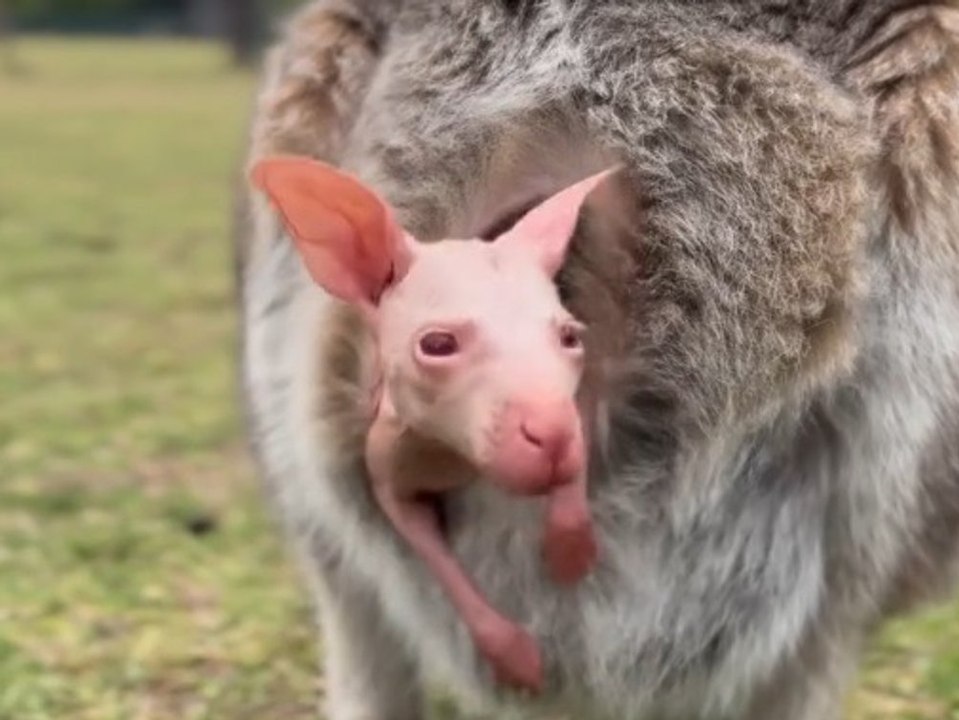 Seltenes Albino-Wallaby 'Olaf' verzückt die Australier