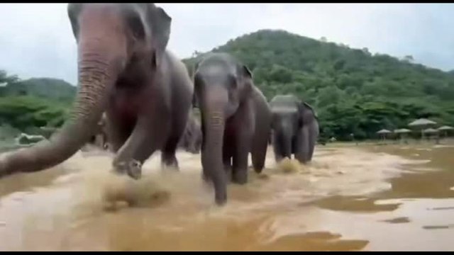 Thailandia, corsa per salvare elefanti e altri animali dall'alluvione