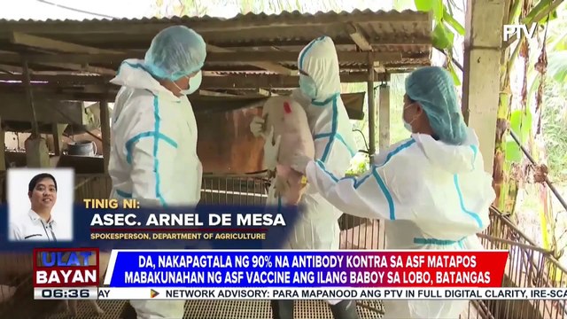 D.A., nakapagtala ng 90% na antibodies kontra ASF sa mga nabakunahang baboy sa Batangas