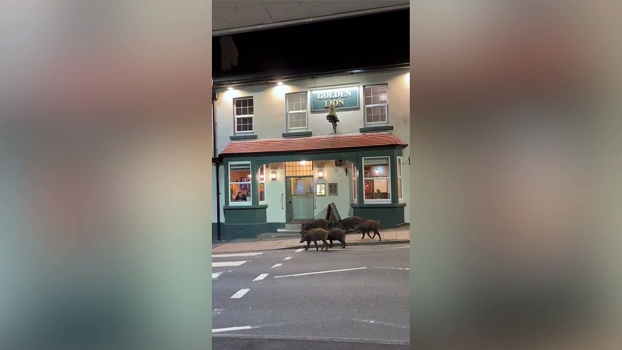 Wild boars roam outside a pub