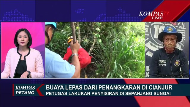 Apa Penyebab Tanggul Penangkaran Puluhan Buaya di Cianjur Jebol? Ini Kata Tim Animal Rescue!