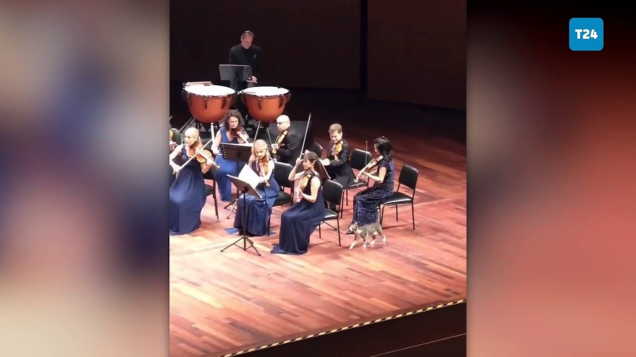 Konser salonundaki kedilerle ilgili Fazıl Say: Tekir klasik müzik konserlerinde orkestralarda çıkar, sarman daha çok caz sever