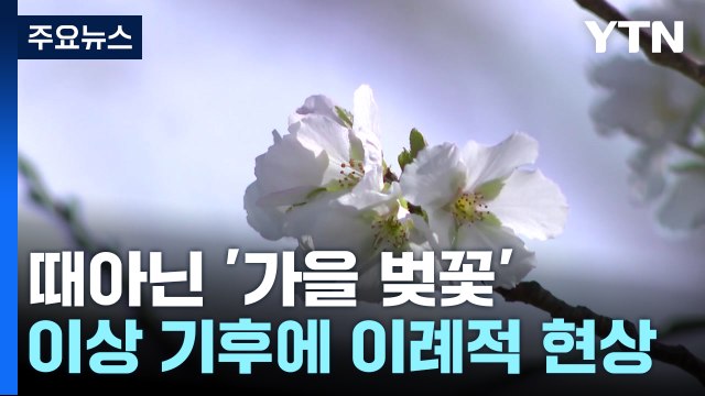 [날씨] 실화야? 곳곳에 '가을 벚꽃' 활짝... 생체시계 무너져 / YTN