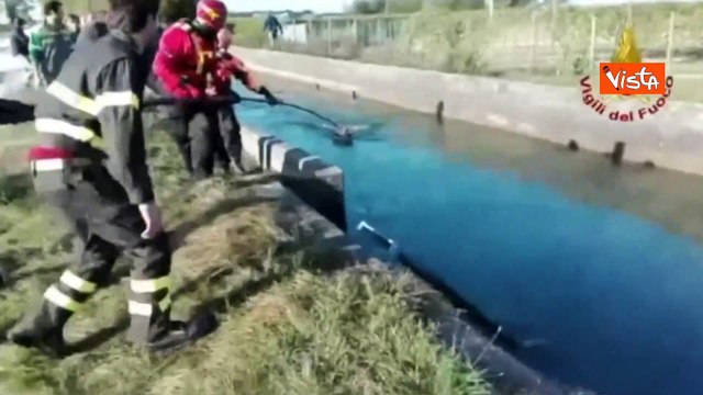 Giornata degli animali, ecco i salvataggi compiuti dai Vigili del Fuoco
