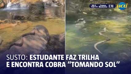 下载视频: Estudante dá de cara com cobra 