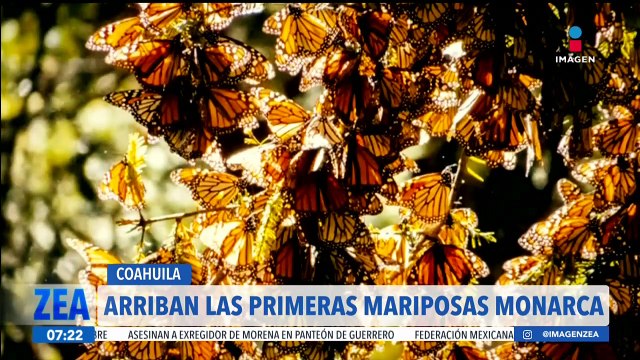 Arriban las primeras mariposas monarcas a México