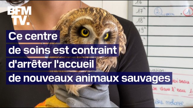 Un cri d'alarme : un centre de soins pour la faune sauvage arrête l'accueil de nouveaux animaux par manque de moyens financiers