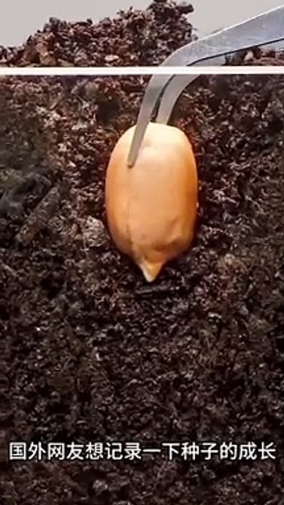 Peanut plant growing 18 days time lapse