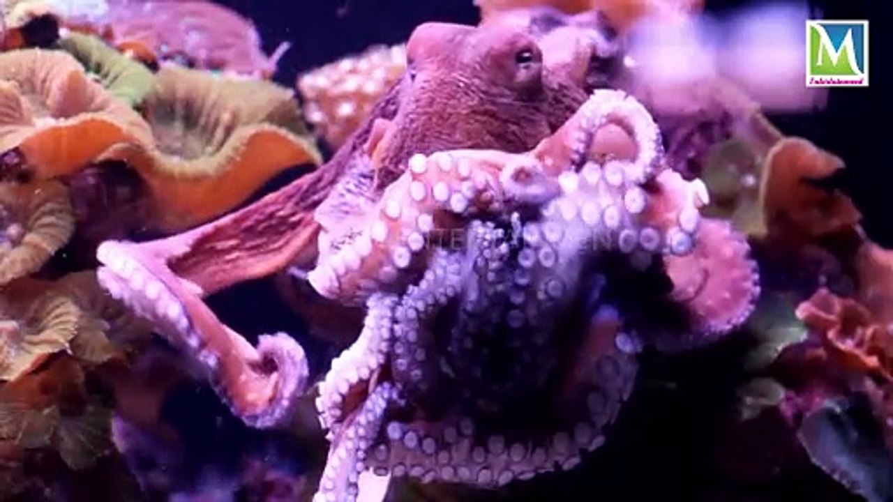 Blue-Ringed Octopus is an extraordinary marine creature Pacific Ocean, the blue-ringed octopus