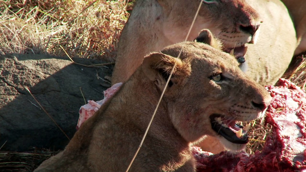 Animal Planet  Knowledge