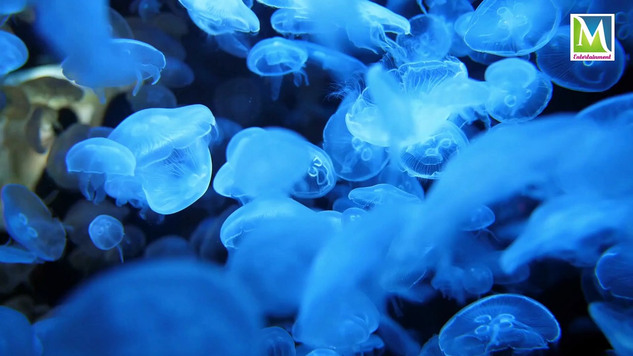 Animal Planet  Knowledge