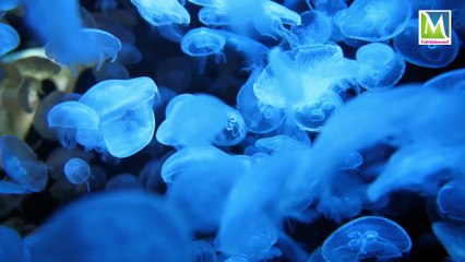 Animal Planet  Knowledge