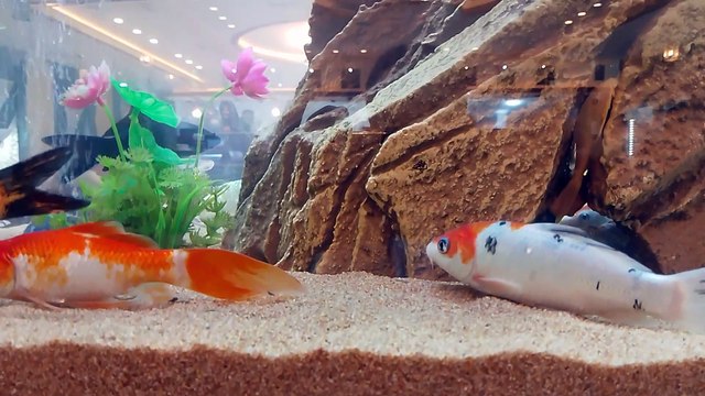 المغرب مكناس فاس طنجة Rabat Maroc morroco casa bla