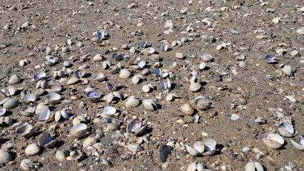 충남 서산에서 바지락 집단 폐사...면적만 643ha / YTN