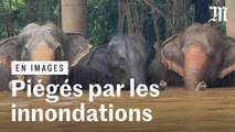 Thaïlande : des éléphants pris au piège d'inondations