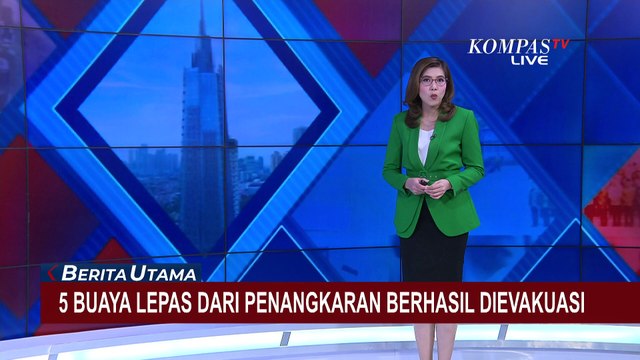 Petugas BKSDA Berhasil Evakuasi 5 Buaya yang Lepas dari Penangkaran di Cianjur