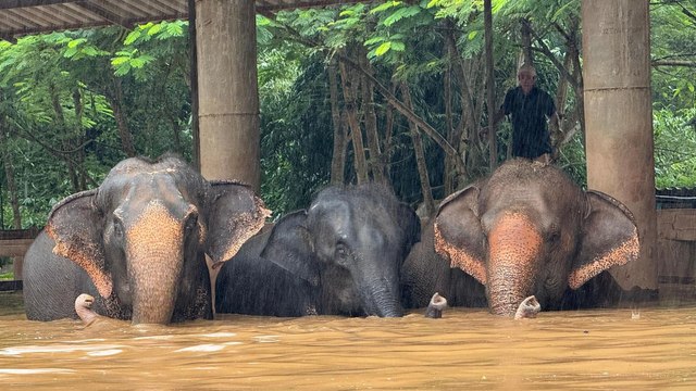 Une centaine d’éléphants sauvés des eaux dans le nord de la Thaïlande