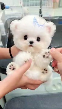 Poodle grooming ♥️ Cotton Candy #kawaii #cute #cutedog #poodle #puppy #youtubeshorts