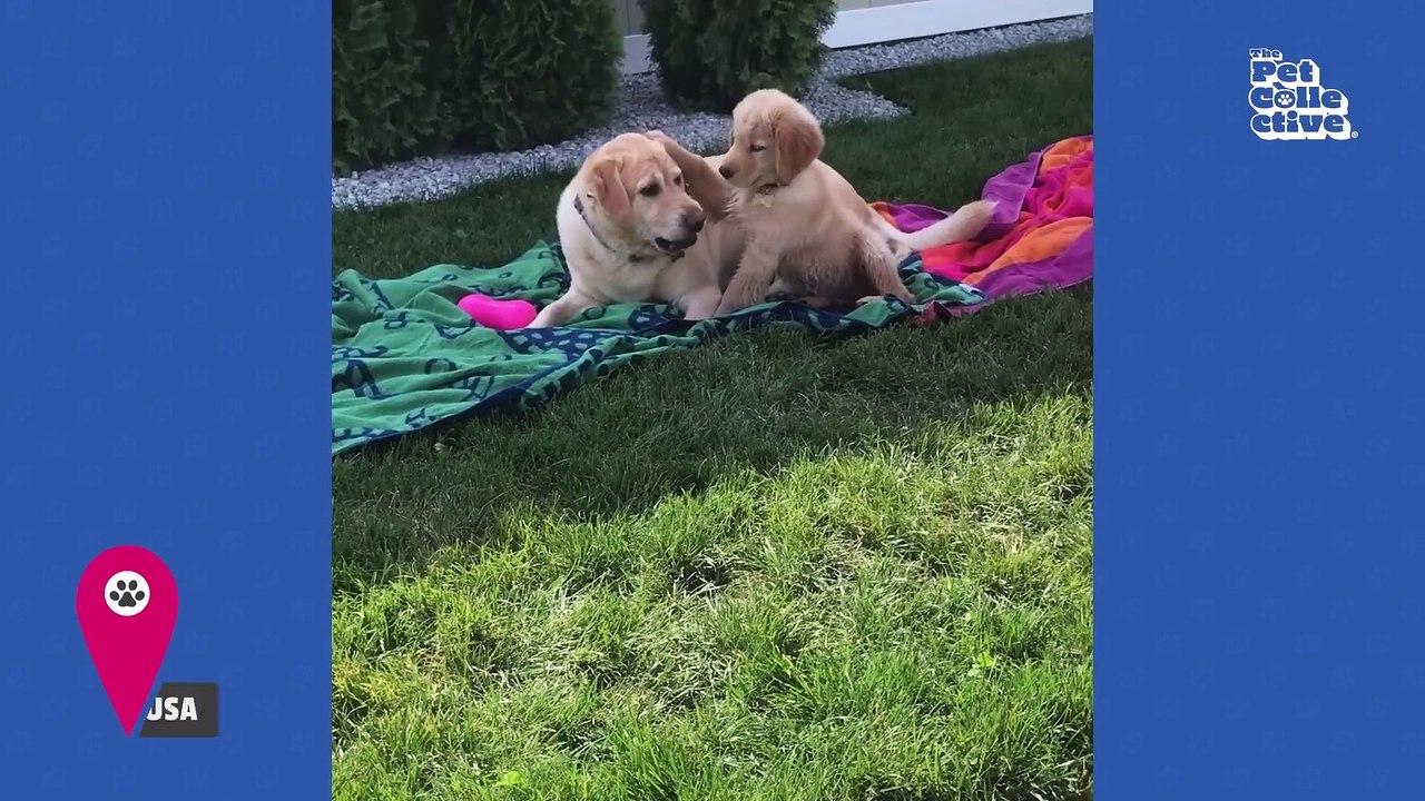30 Minutes of the World s CUTEST Puppies!