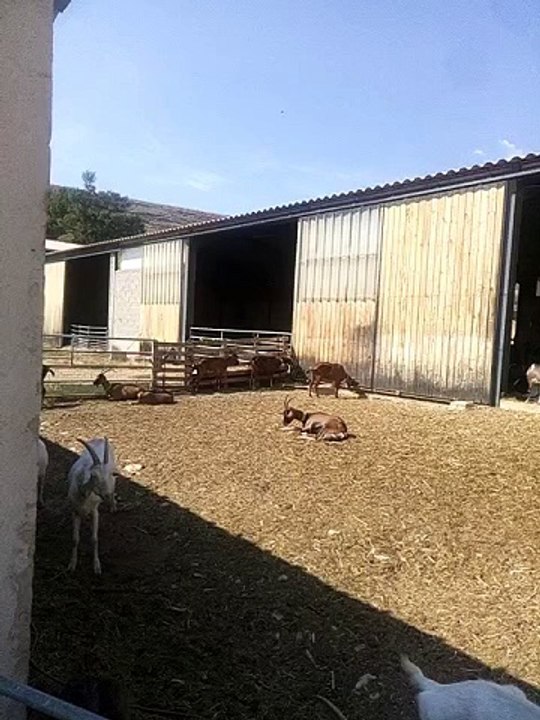 La Cabre du Rocher #chèvre #fromages #LaCabreduRocher